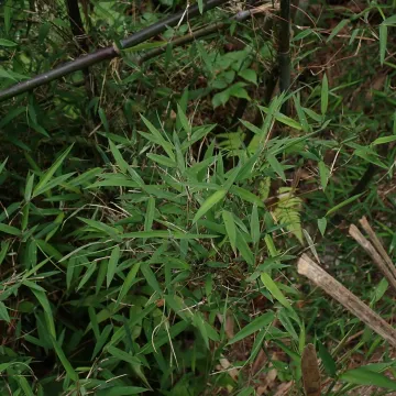 Thamnocalamus