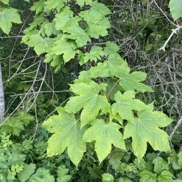 Heldreich's maple