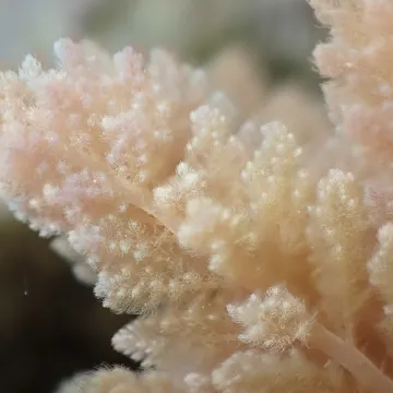 Asparagopsis taxiformis