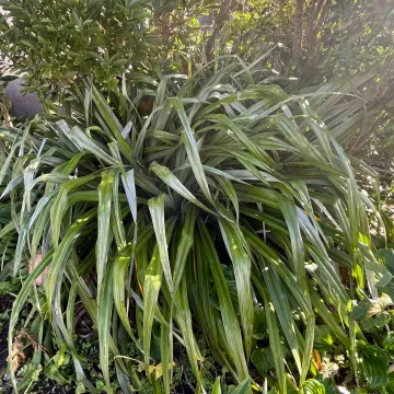Silver spear