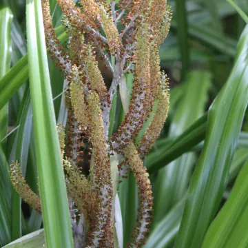 Astelia solandri