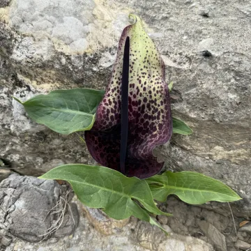 Arum dioscoridis