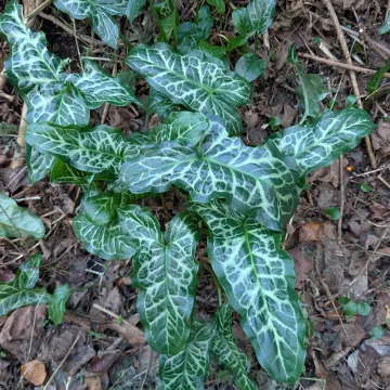 Italian arum