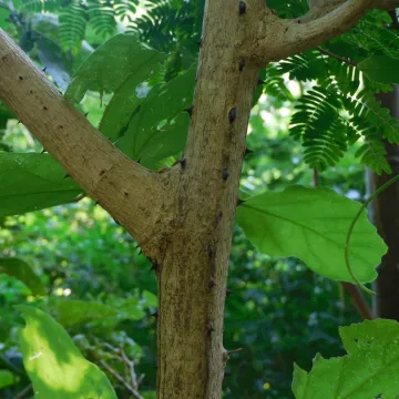 Сенегалия многолистная