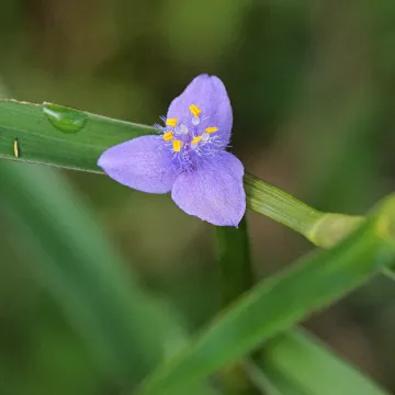 Амішофацелус пазушний
