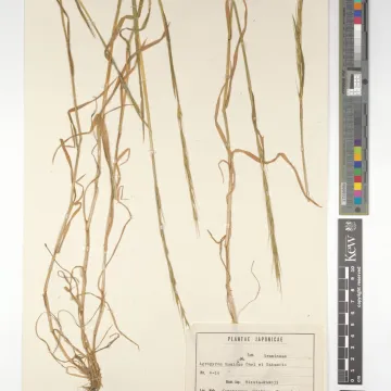 Elymus humidorum