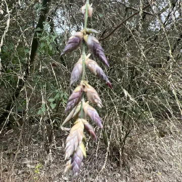 Oldham's bamboo