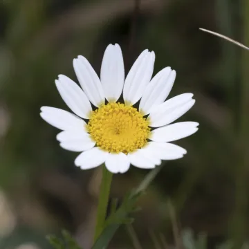 Dyer's chamomile