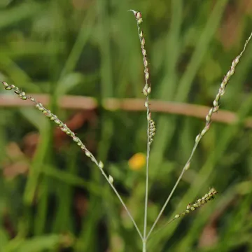 Alloteropsis cimicina