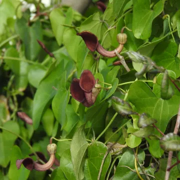 Aristolochia baetica