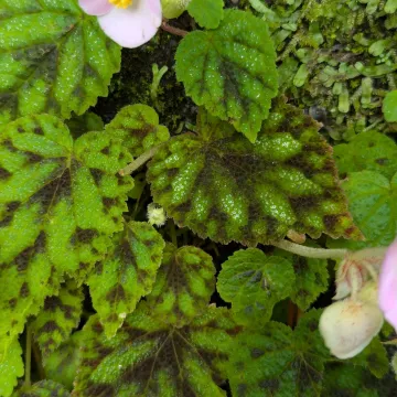 Hybrid Begonia