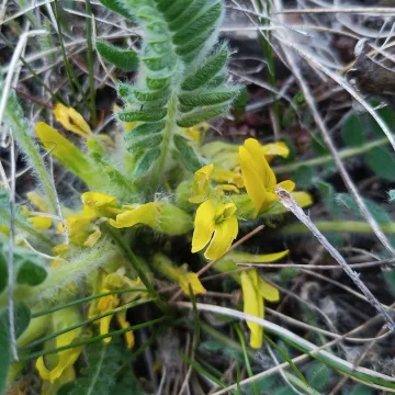 Stemless milkvetch