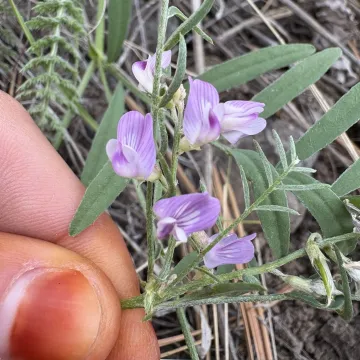 Timber milkvetch