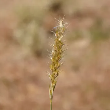 Bull Mitchell grass