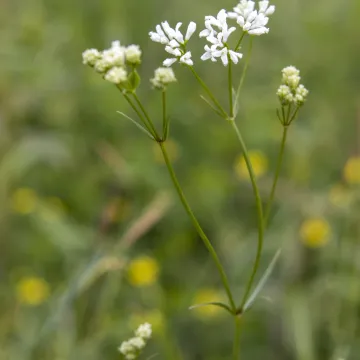 Dyer's Woodruff