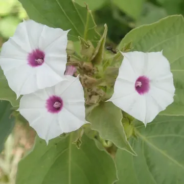 Astripomoea lachnosperma