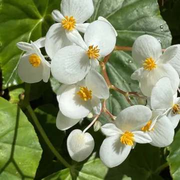 Bedding Begonia