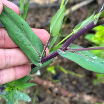 Smooth blue aster