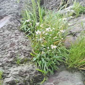 Tradescant's aster