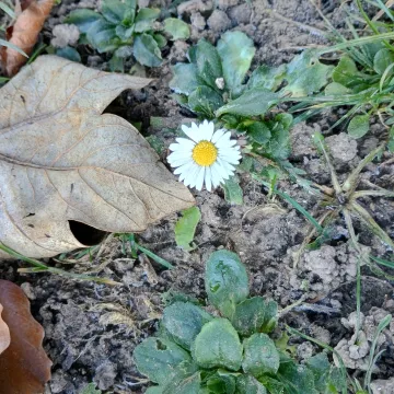 Common daisy