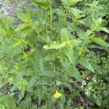 Ауреолярия пекулярис