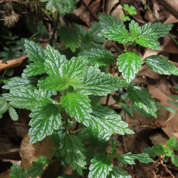 Australina muelleri