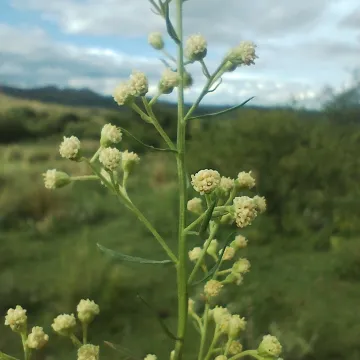 Бакхаріс корідолистий