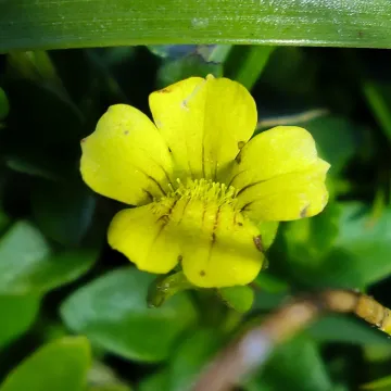 Bacopa dianthera