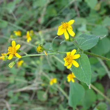 Baltimora recta