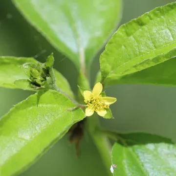 Calyptocarpus biaristatus