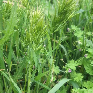 Костёр метельчатый