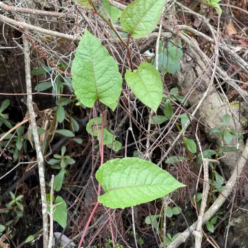 Brunnichia ovata
