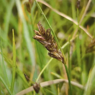 Flat sedge