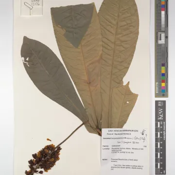 Campylospermum mannii