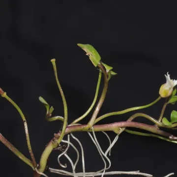Cardamine bonariensis