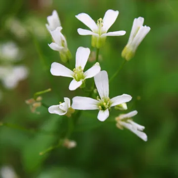 Spring cress