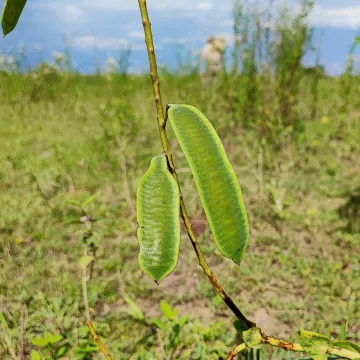 Касія колюча