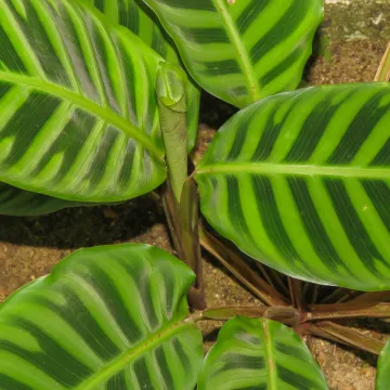 Goeppertia zebrina