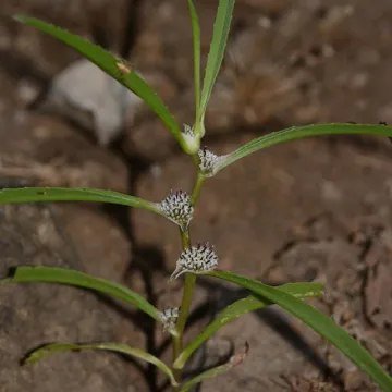 Цезулия пазушная
