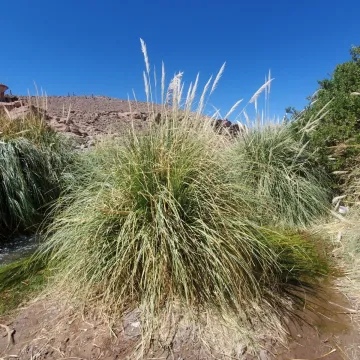 Кортадерия атакамская