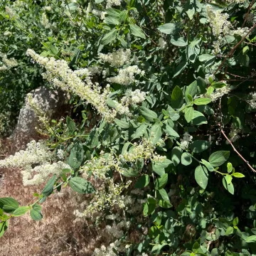 Цеанотус цільнокраїй