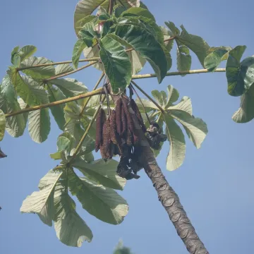 Cecropia palmata