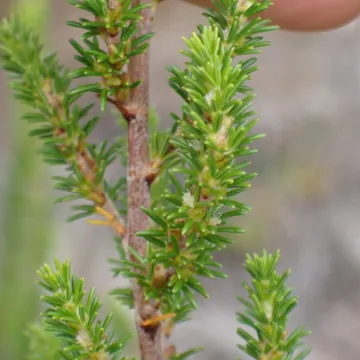 Клифтория линейнолистная