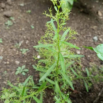 Dysphania aristata