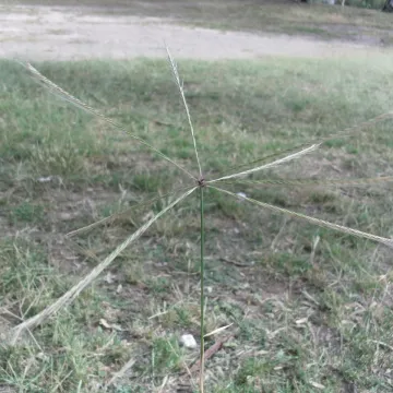 Хлорис солелюбивый