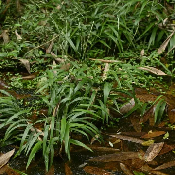 Chikusichloa