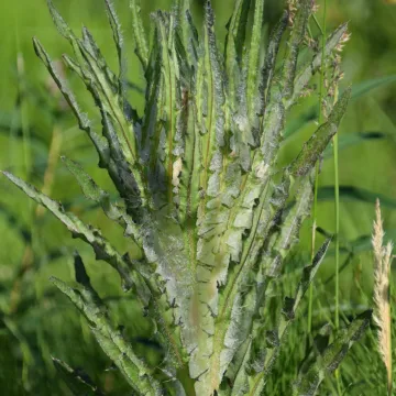 Leafy thistle