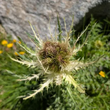 Spiny thistle