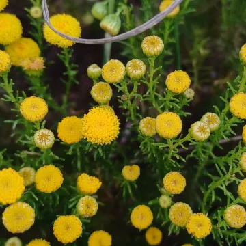 Хризокома реснитчатая