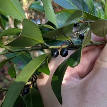 Cleyera